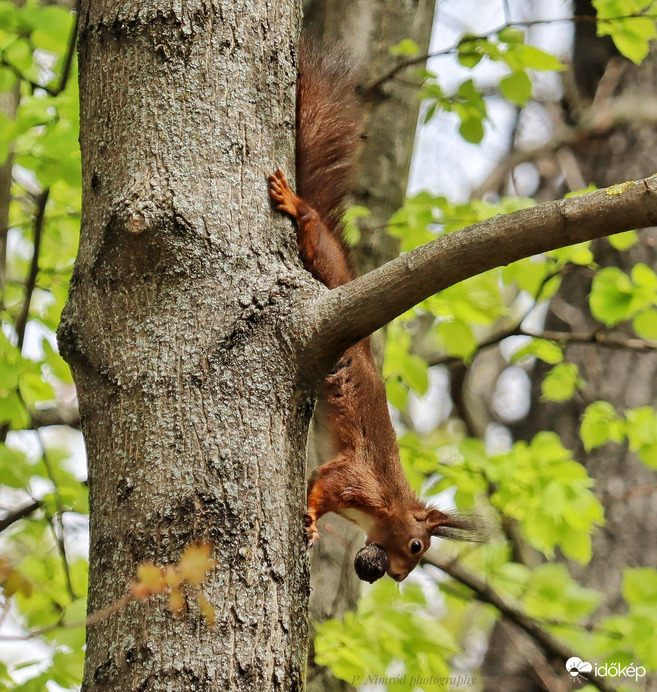Harmadszor is le a fán, de ezúttal zsákmánnyal ☺️