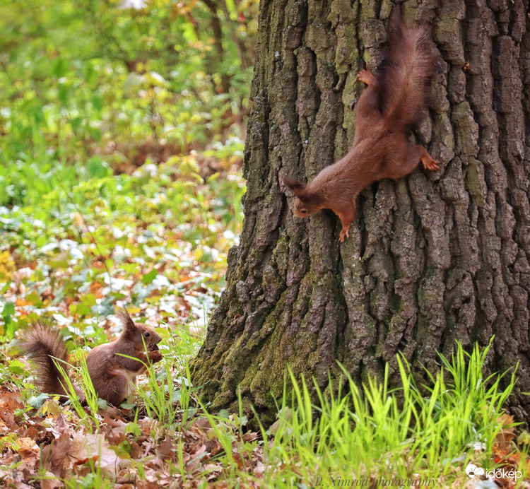 Mókusos kaland ☺️