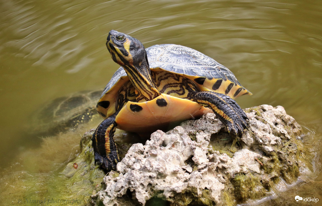 Ékszerteknős ☺️