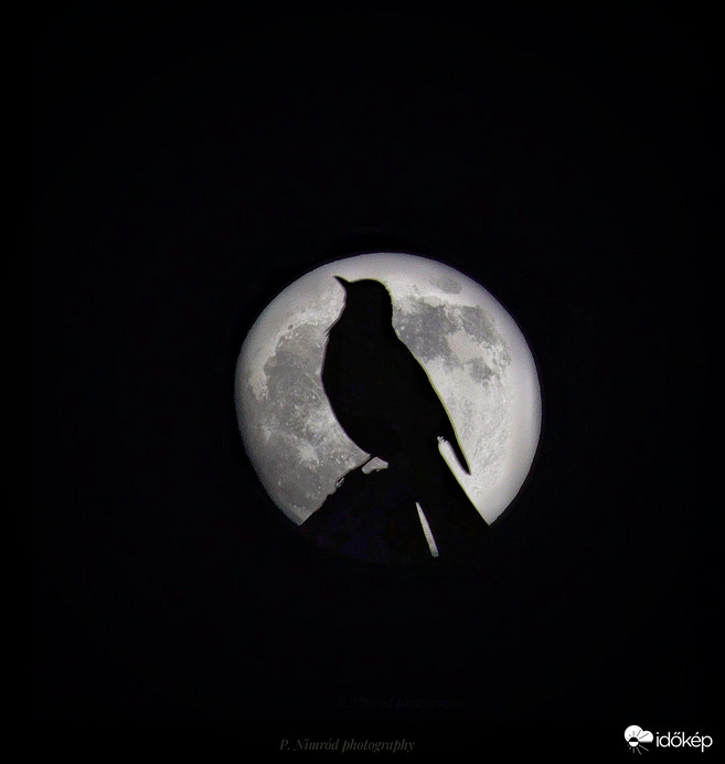 Fekete rigó sziluettje a hold előtt☺️