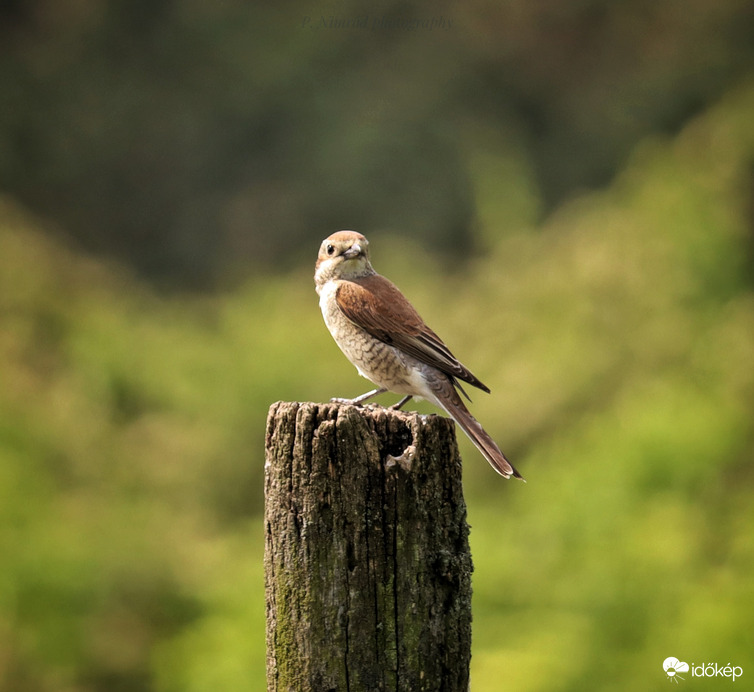 Tövisszúró gébics