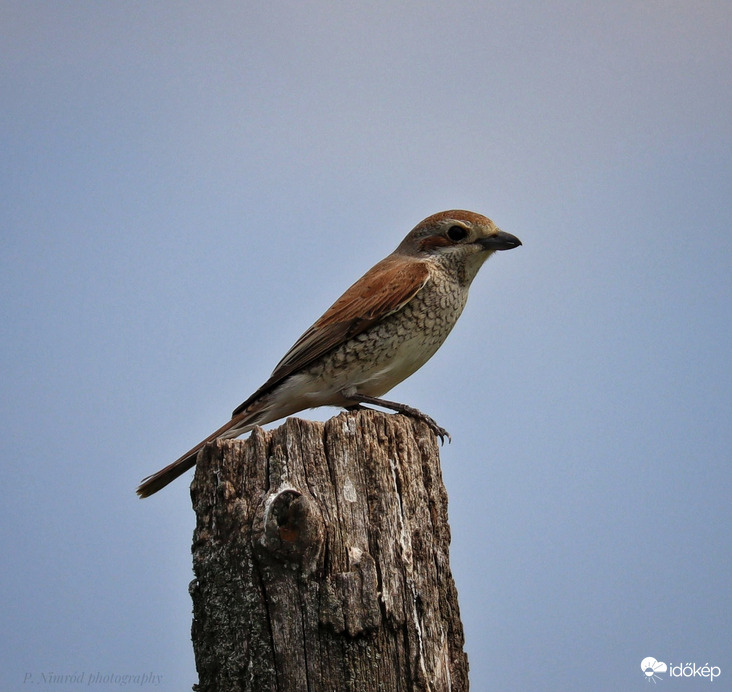 Tövisszúró gébics