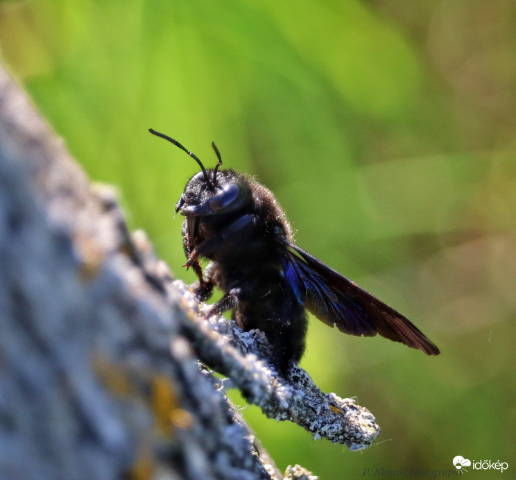 Kék fadongó szemből