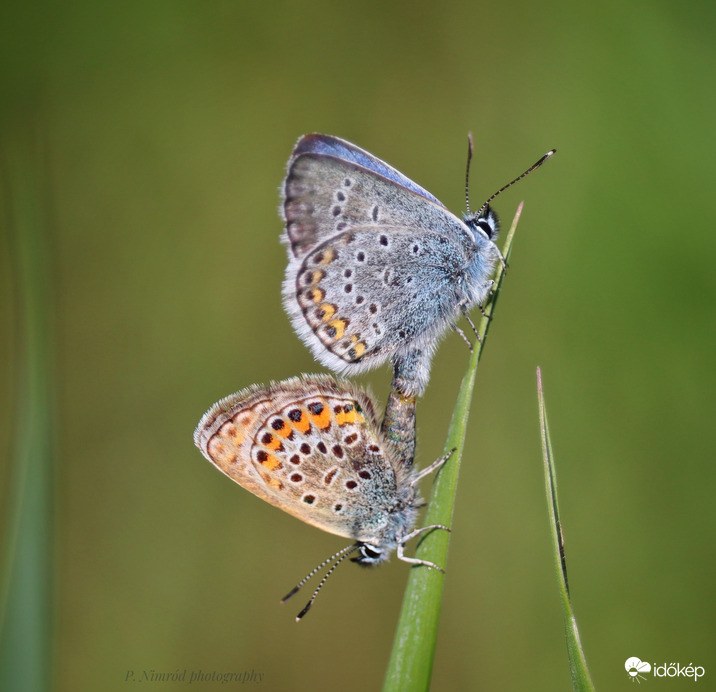 Ezüstös Boglárkák párzása ☺️