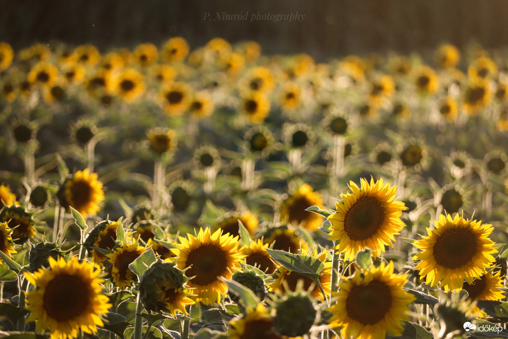 Napraforgó a naplementében :) 5.