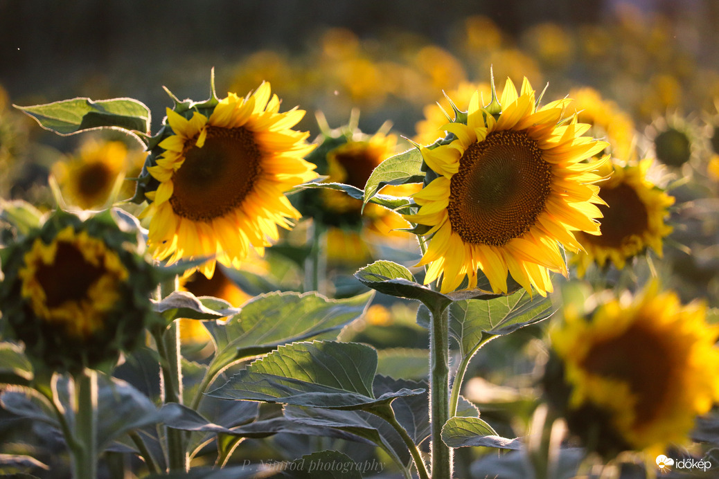 Napraforgó a naplementében :) 2.