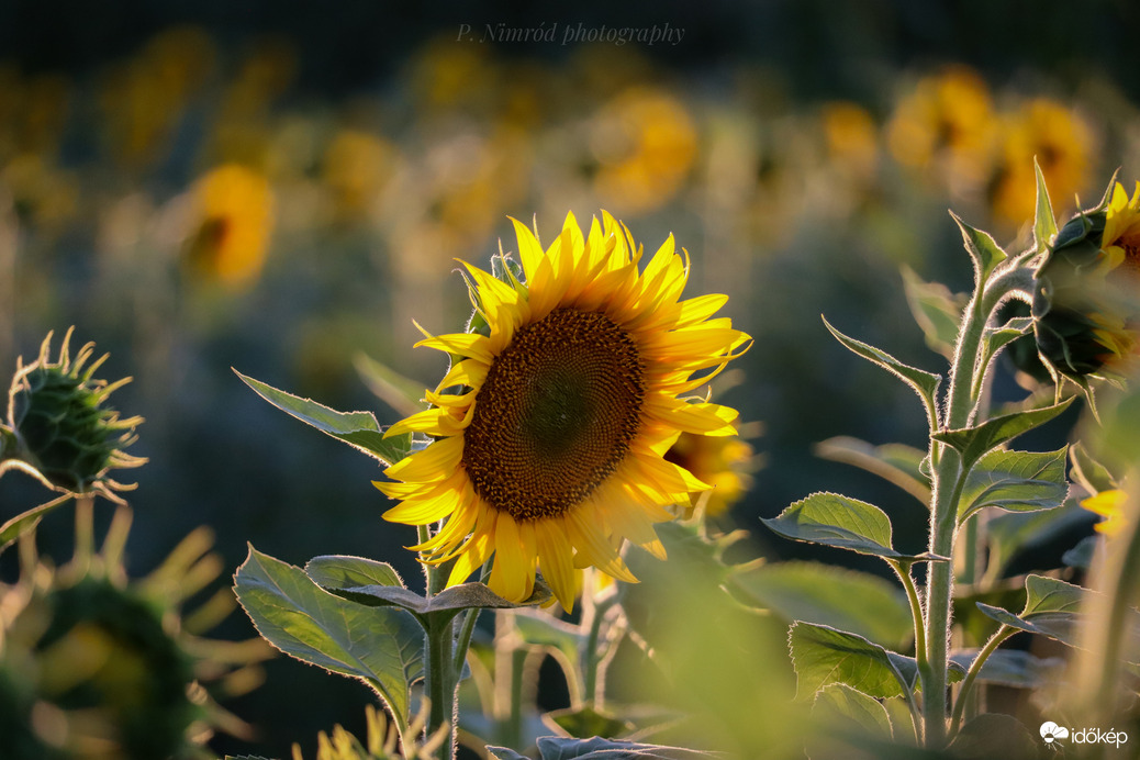 Napraforgó a naplementében :) 1.