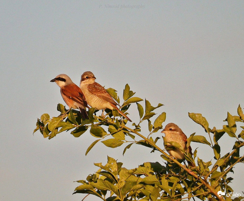 Lesz még ebből féltékenység...