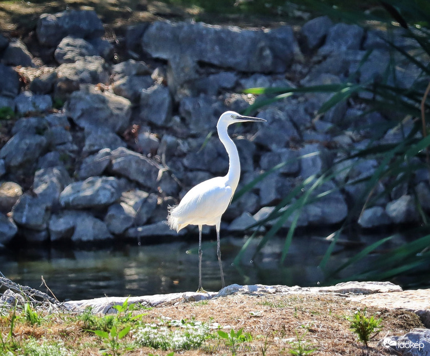 Kis kócsag a vízparton ☺️