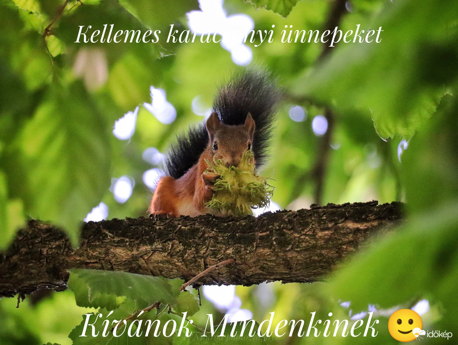 Ezzel a mókusos fotómmal kívánok Mindenkinek kellemes Karácsonyi Ünnepeket ☺️