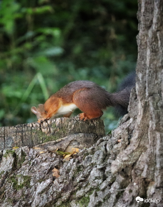 ,,Jajj, hová ejtettem azt a magyorót?"