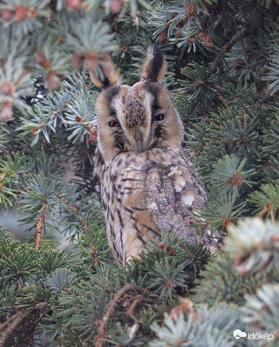 Karácsonyfadísz :D