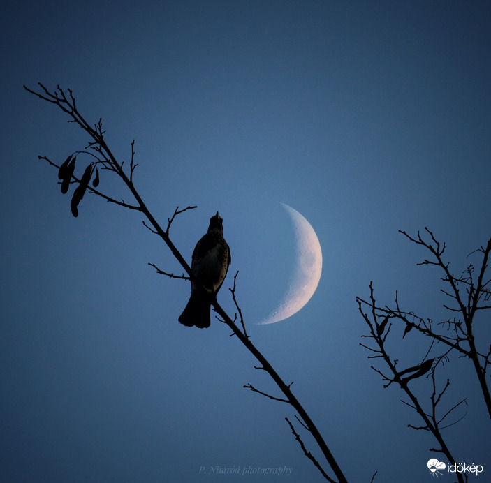 Fenyőrigó a délutáni hold társaságában ☺️