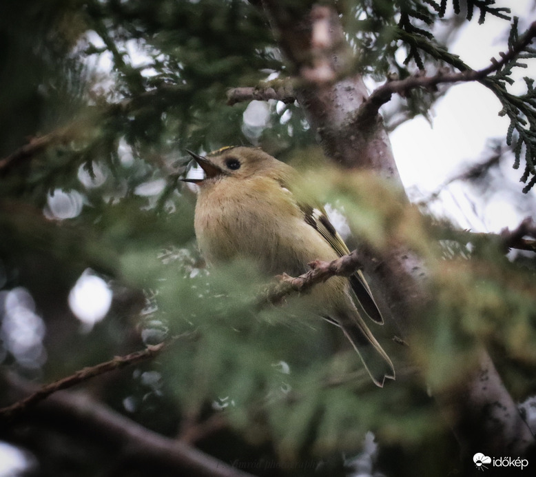 Sárgafejű királyka ☺️