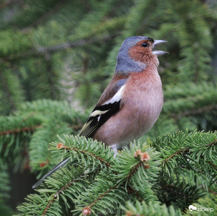 Szóljon hangosan az ének ☺️