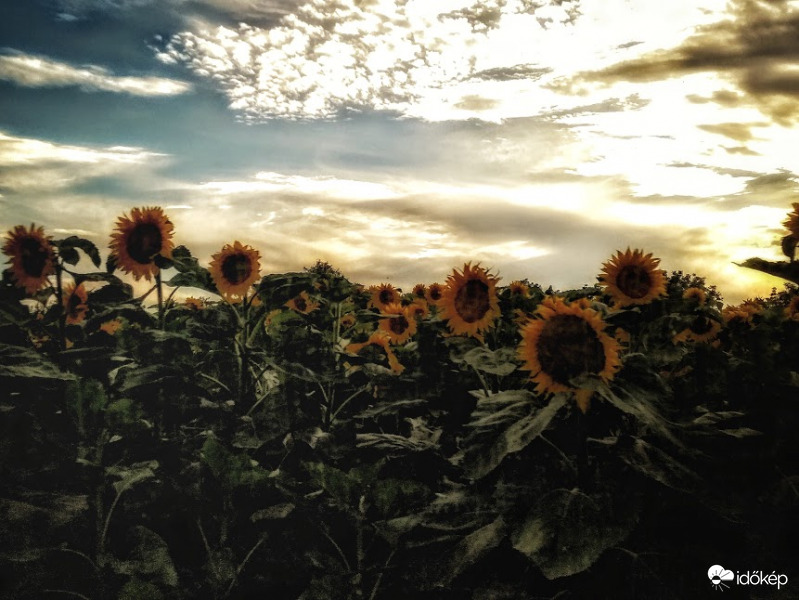 Napraforgó a naplementében :)