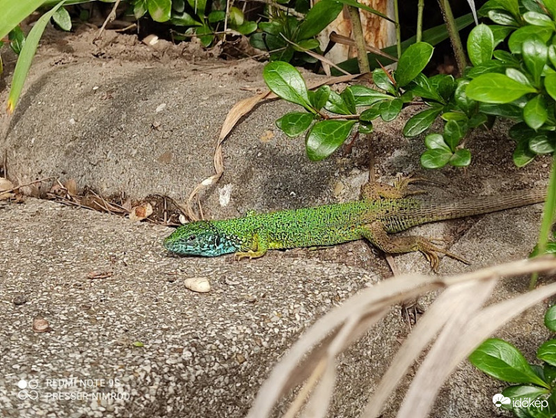 Lopakodó üzemmód :) 2.