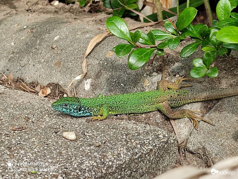Lopakodó üzemmód :)