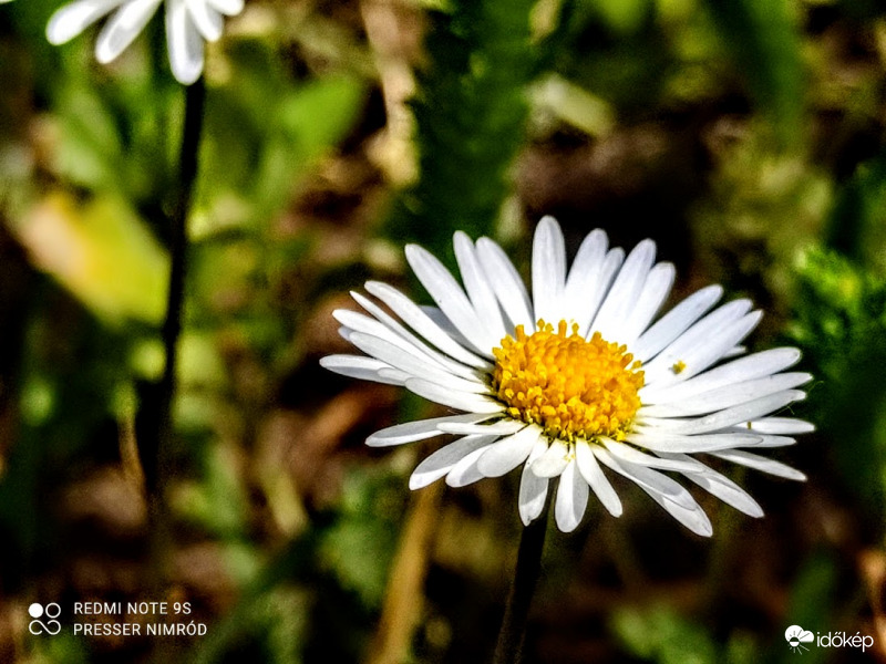 Százszorszép még most is szép :)