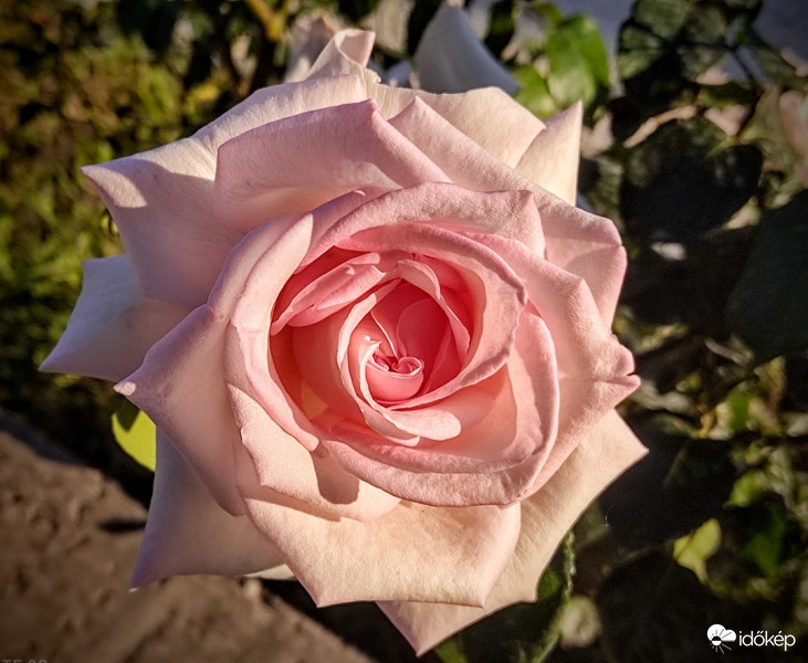 Rózsaszínben rózsa