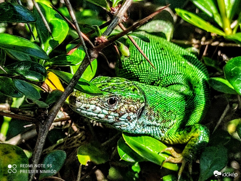 Bokorban rejtőzködő :)