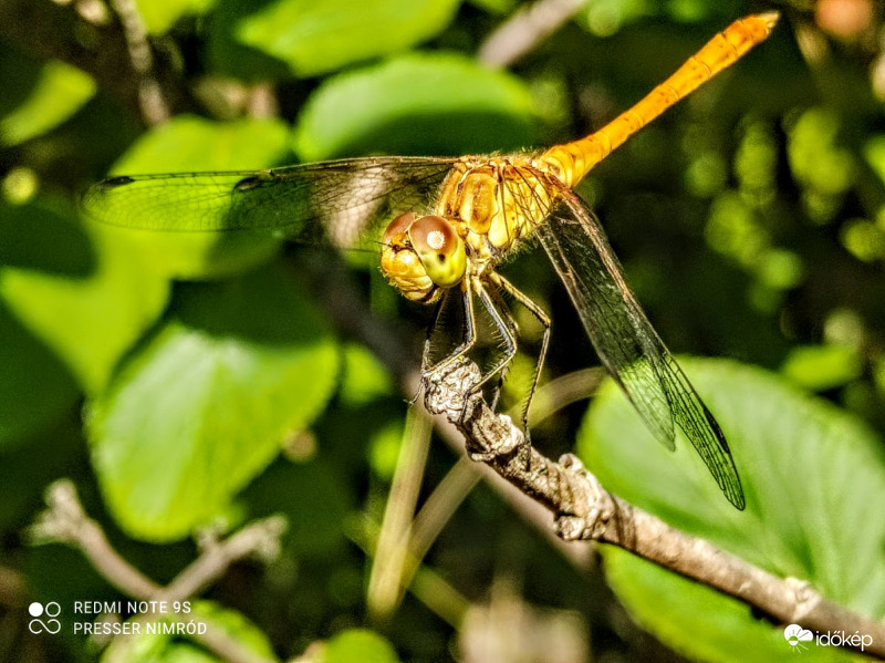 Valóban nem könnyű szitkötőt fotózni :)