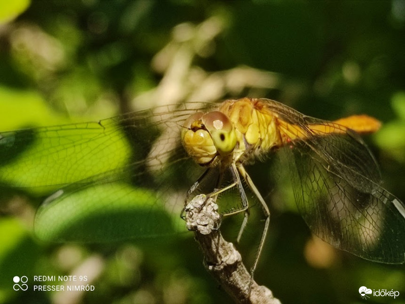 Még egy szitakötőt hozok nektek a nap végére. Szép estét kívánok mindenkinek :)