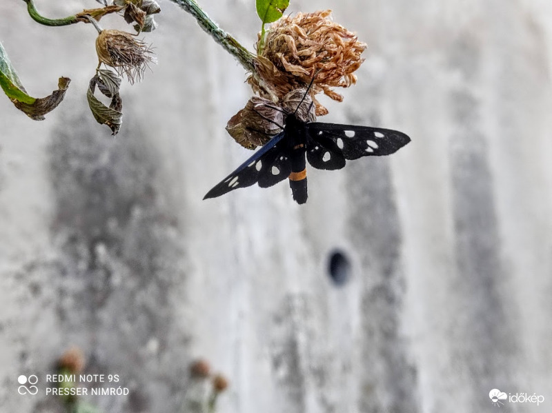 Mai fotóalanyom. Ki lehet ő? :)