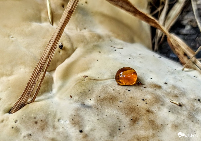 Egy csepp, mégis olyan érdekes. A fa nedve egy hatalmas gomba kalapján