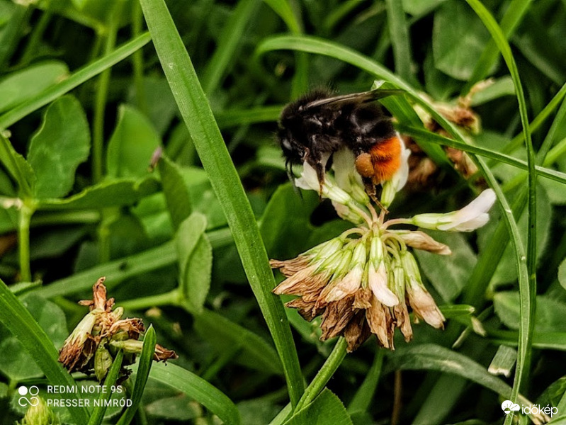 Kis poszméhecske :)