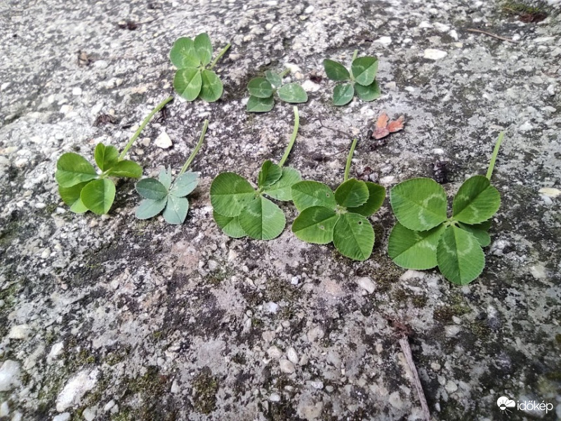 Brutál nagy szerencse