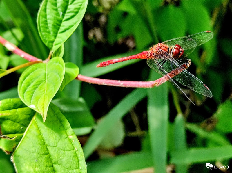 Alföldi szitakötő :)