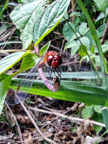 Alföldi szitakötő szemből :)