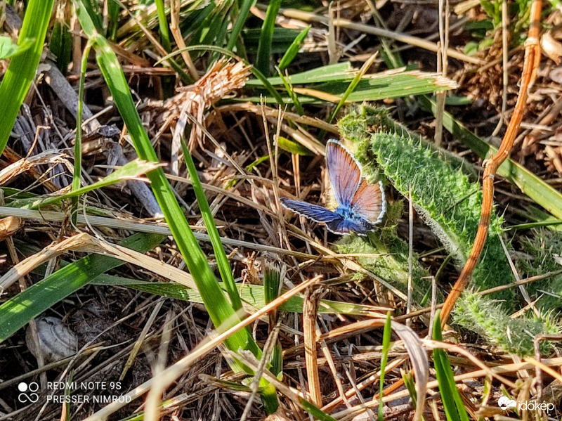 A szárnyait is kinyitotta :)