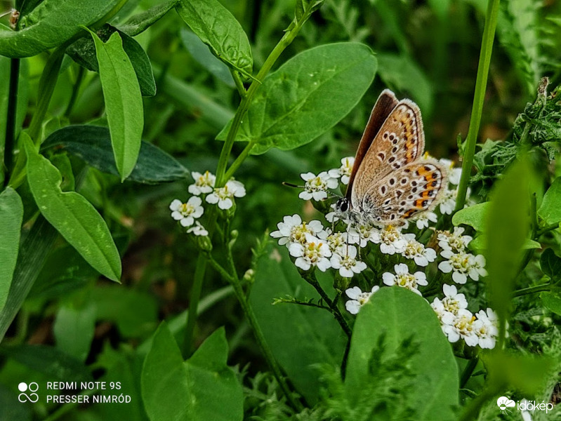 Fotogén pillangó :)