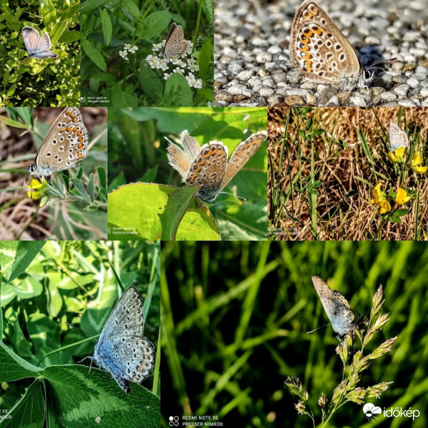 Egy kollázsnyi lepke :)