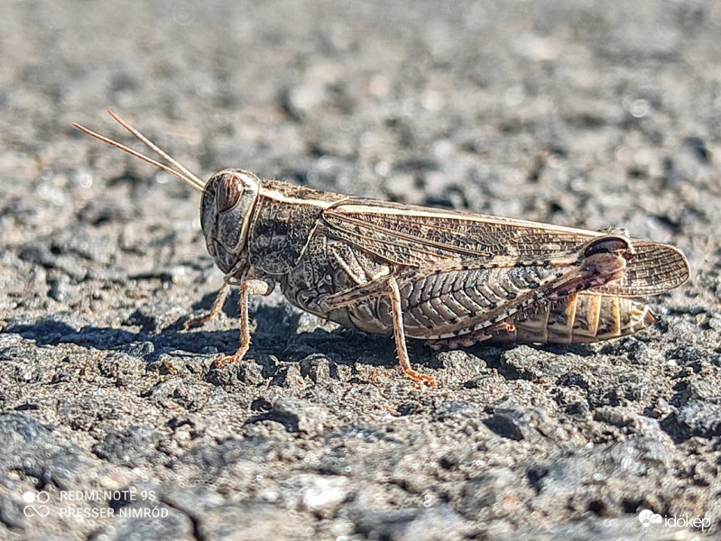 Egy pillantra megállt a modellem :)