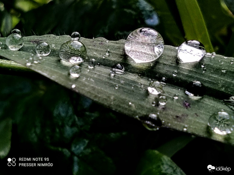 Cseppes levelek :)
