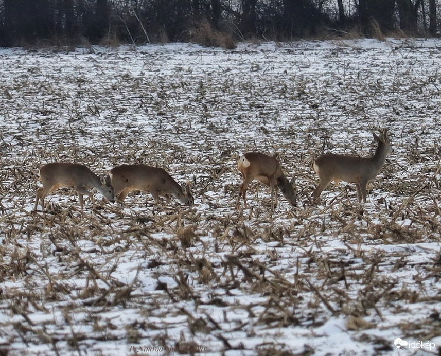 Havas tájon legelők