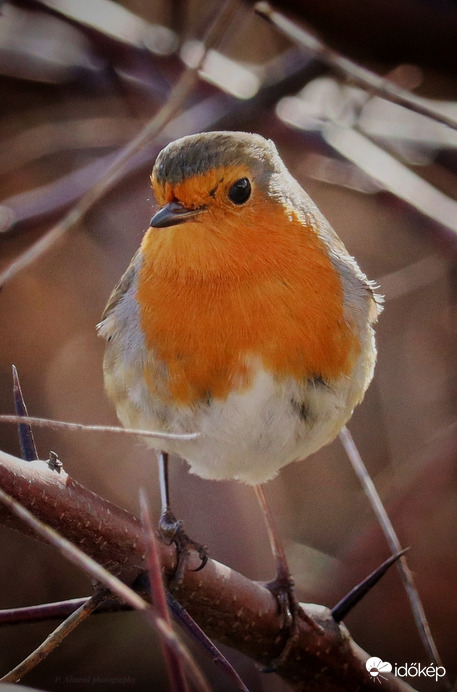 Nagyon kis modellalkat ☺️