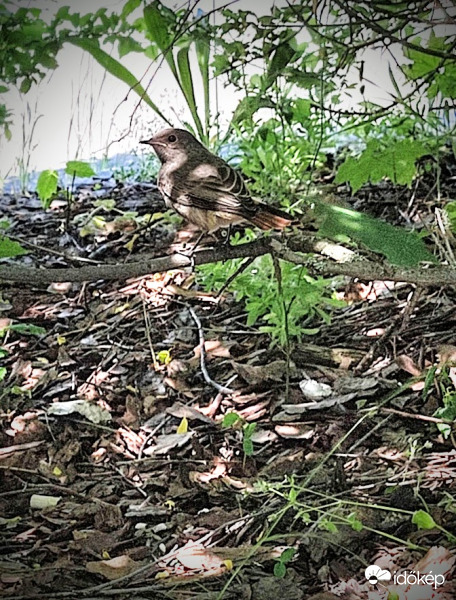 Na végre megállt egy percre ez a kismadár :)