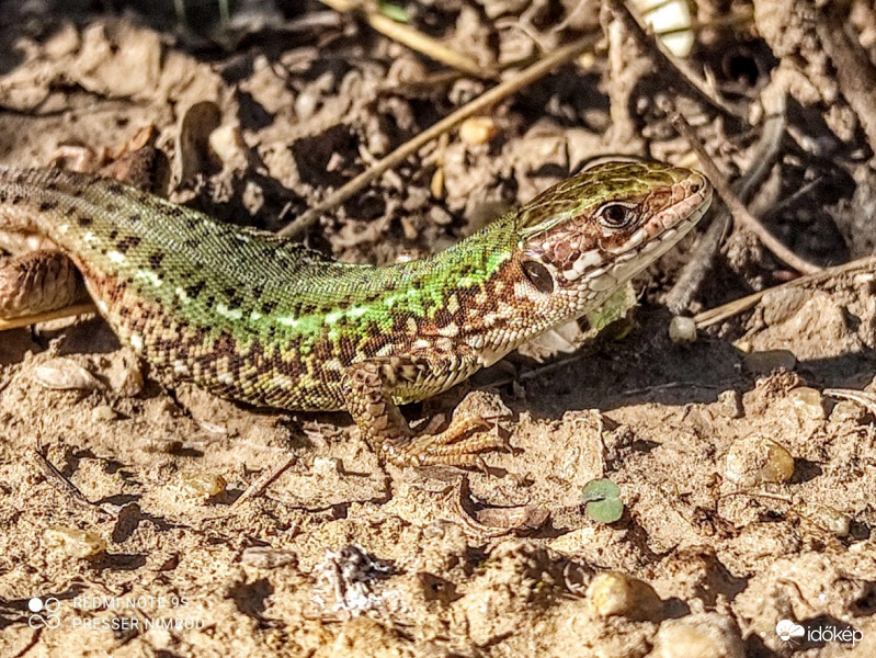Pár hónap után újra találtam zöld gyíkot :)