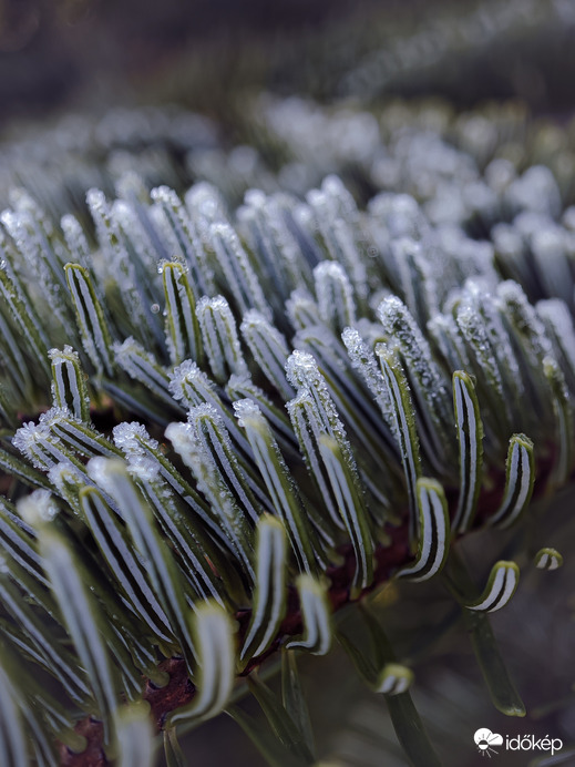 Fagyos tűlevelek