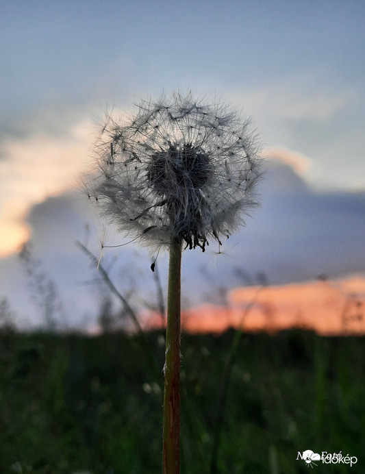 Ma esti naplemente & Pitypang 3