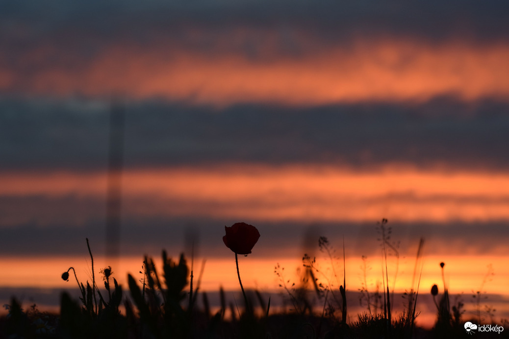 Pipacs a naplemente színeiben 2