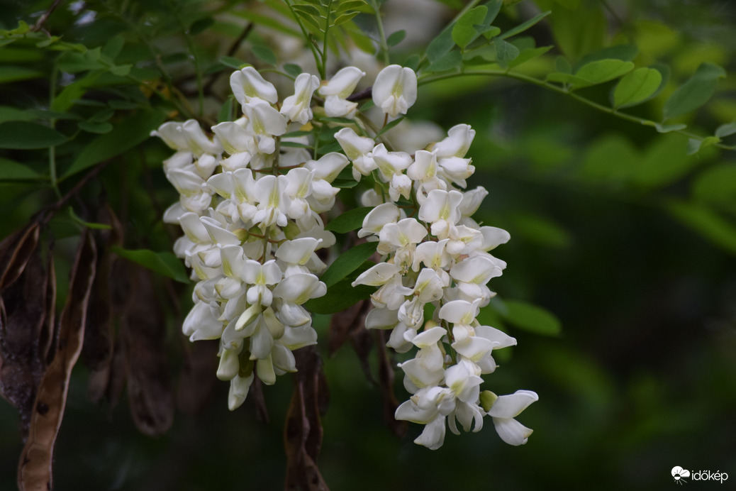 Akácfa virága 
