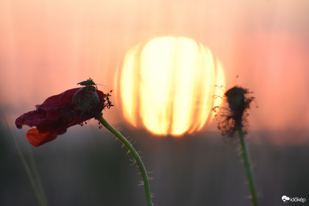 Lemenő nap & pipacs