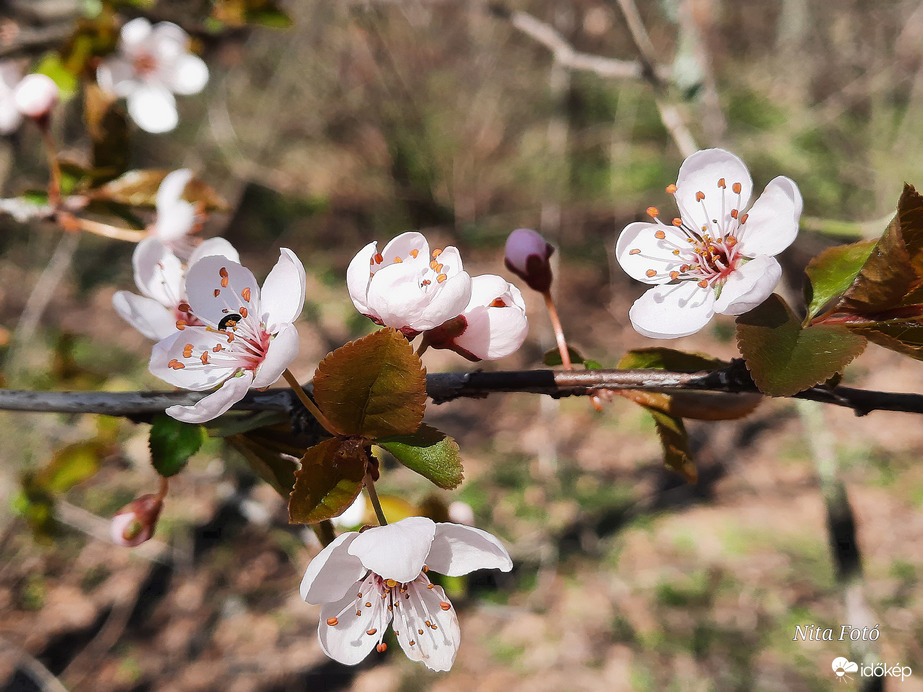 Virágzás az Erzsébet Ligetben
