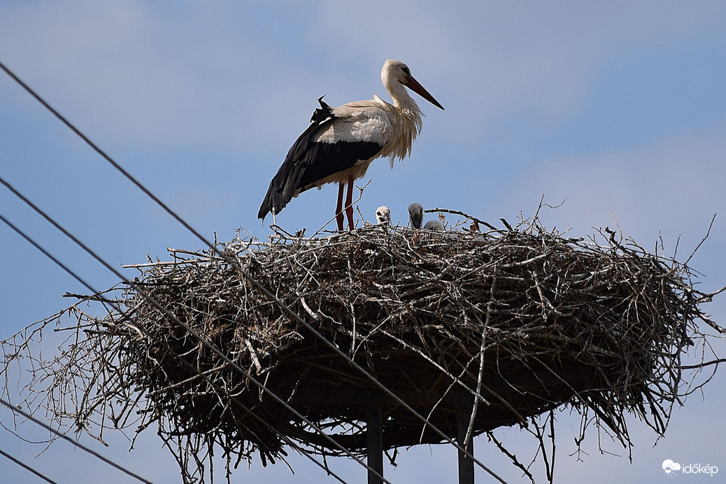Gólya család Dévaványán! :)