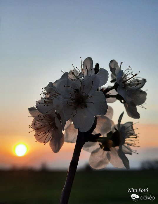 Napnyugta & a virágok